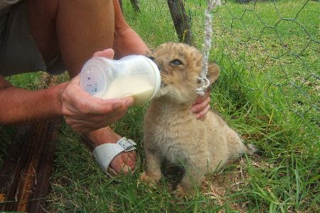 The Importance of Wildlife Conservation - Kaya Responsible Travel The Importance of Wildlife Conservation - Kaya Responsible Travel