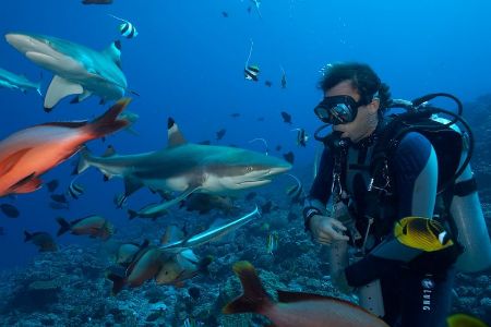 Black Tip Reef Shark Marine Conservation Belize_Why Volunteering Abroad can be Done, even if you have Anxiety