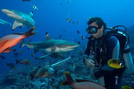 Black Tip Reef Shark Marine Conservation Belize Marine Conservation volunteer swimming with black tip reef sharks