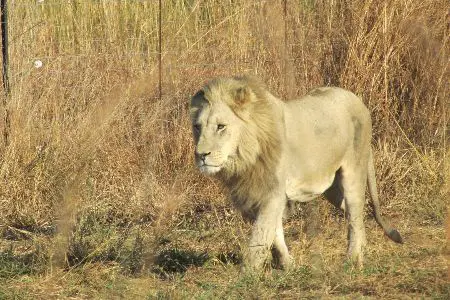 male lion walking through grass fields