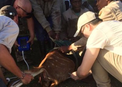Vet interns in action in South Africa Wild Coast