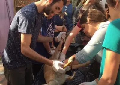 Vet interns at work South Africa Wild Coast