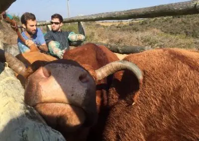 Vet interns at work South Africa Wild Coast