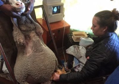 Vet interns at work South Africa Wild Coast