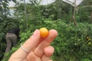 La Uvilla Ecuadorian Fruit Agro Forestry and Environmental Conservation in the Mindo Cloud Forest Ecuador