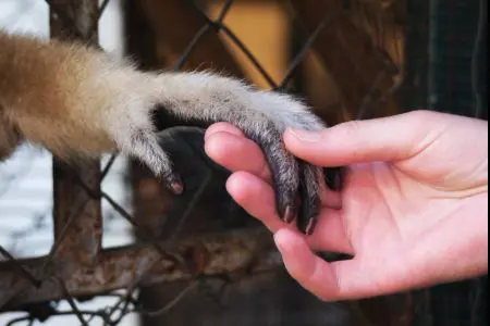 World Animal Day : Gibbons
