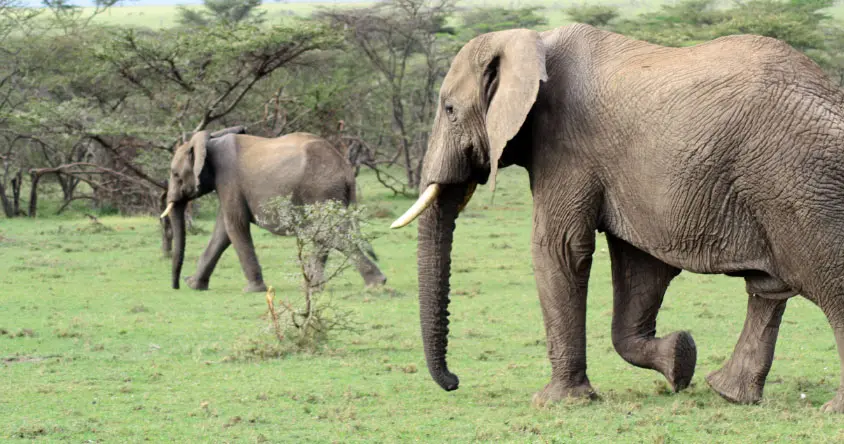 Don’t miss out on a FREE 3-day safari!