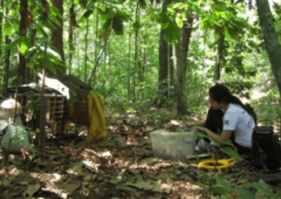Laying traps from Volunteer in Brazil