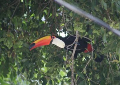 Beautiful Toucan from Volunteer in Brazil