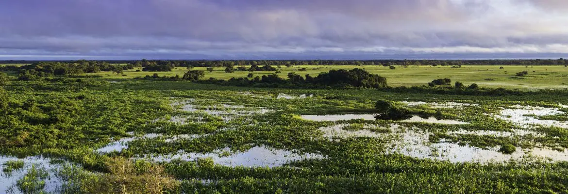 green landscape panorama view of grass lands in mato grosso