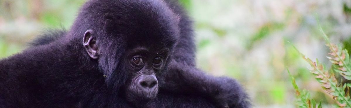 Uganda Mountain Gorilla