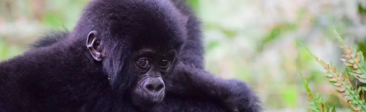 Uganda Mountain Gorilla Uganda Mountain Gorilla