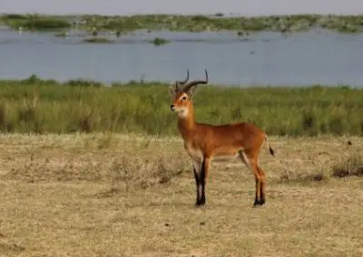 uganda-safari