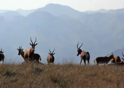 herd of impala antelopes grazing on the plains