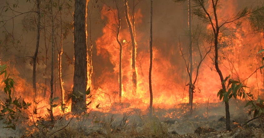 Australian Bushfires – A Call to Action