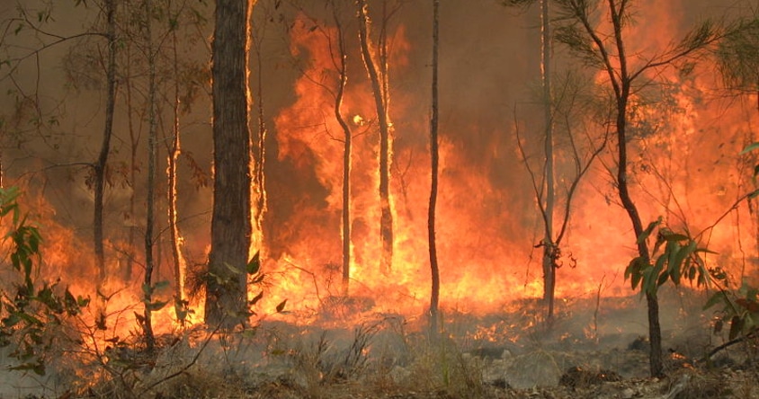 Australian Bushfires – A Call to Action