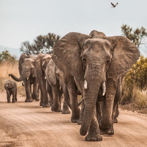 herd of elephants walking in a line in the wild 