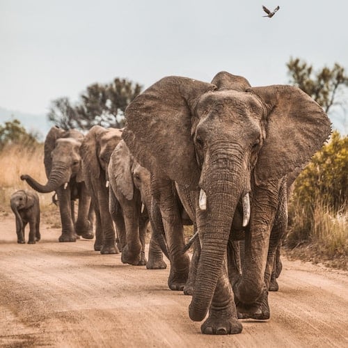 redcharlie-redcharlie1-Y--zr3CPaPs-unsplash herd of elephants walking in a line in the wild