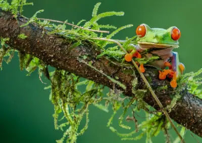 Tree frog, Costa Rica