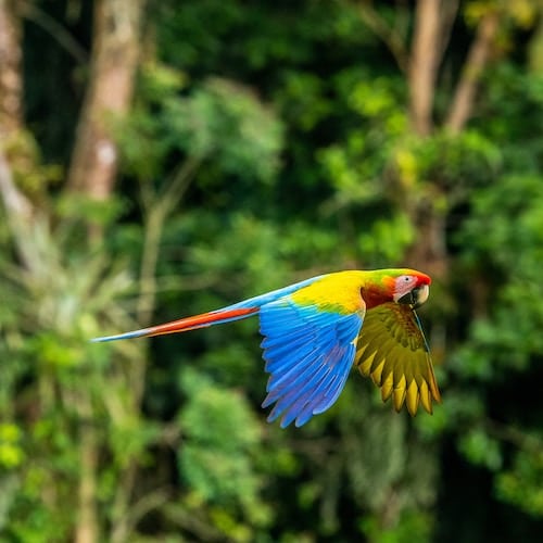 parrot flying in rainforrest