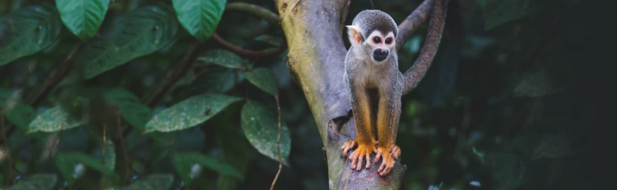 Online Amazon Wildlife Conservation Course | Kaya Responsible Travel