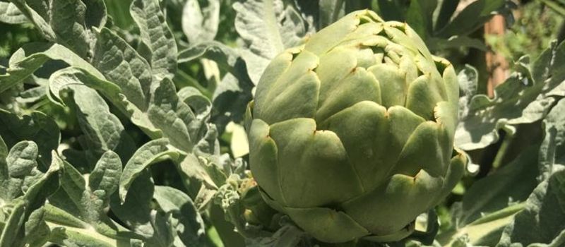 Ecuador_Food_Security