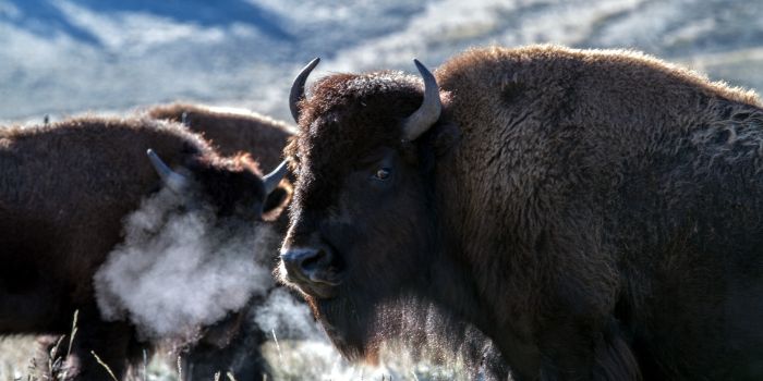 buffalo-yellowstone-national-park