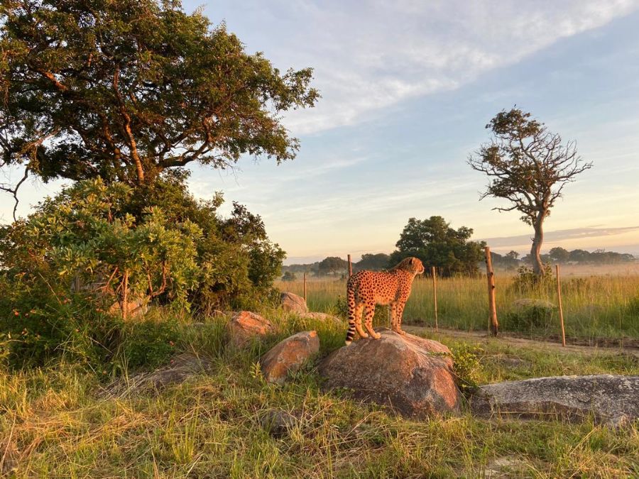 Cheetah Wildlife Conservation Project