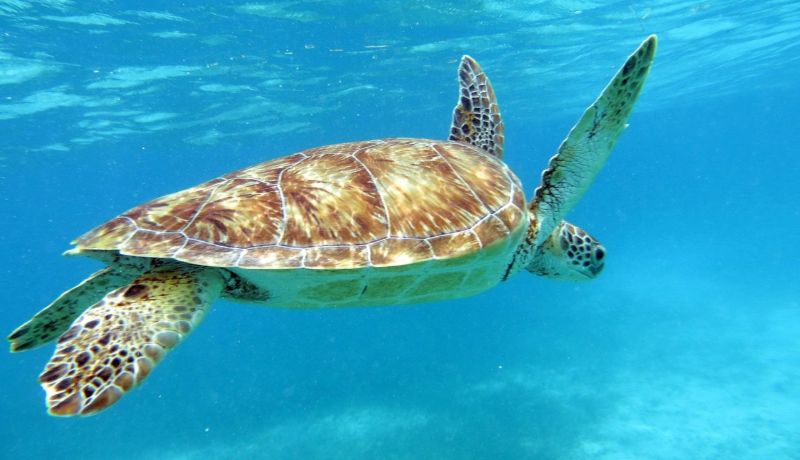 Turtle spotting during Marine Science Internship in Belize