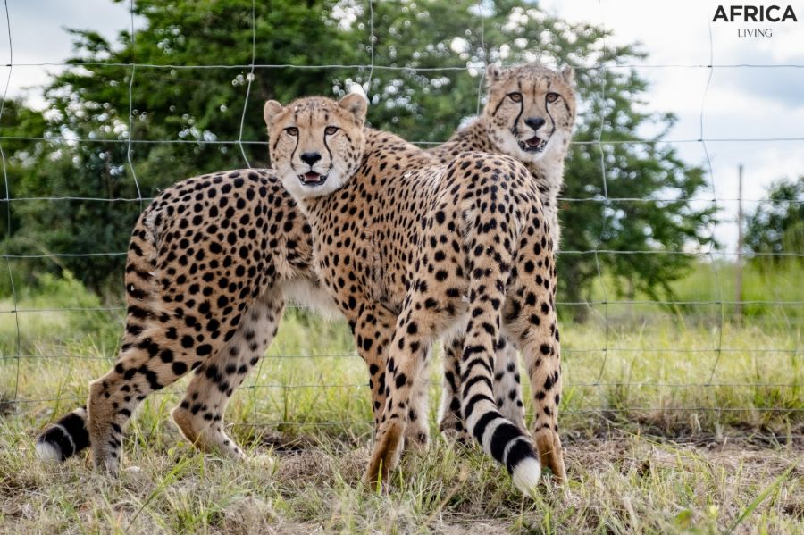Wildlife Conservation Cheetahs