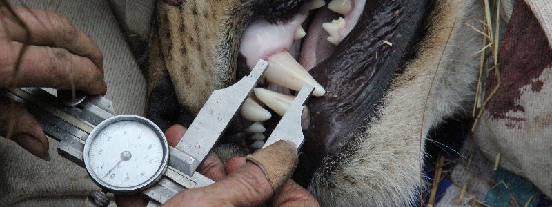 Travel in 2021 - Measuring Teeth Travel in 2021 - Measuring Teeth