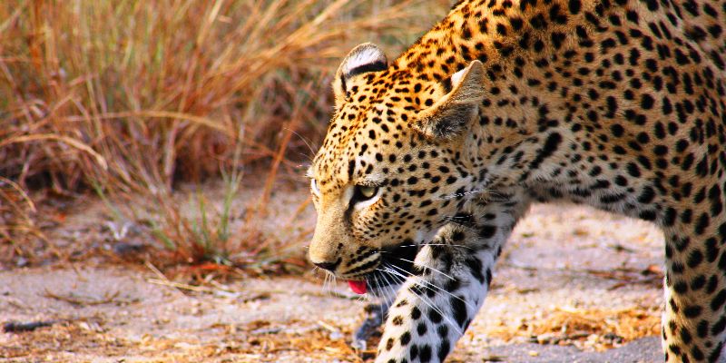 Travel in 2021 - Cheetah Travel in 2021 - Cheetah
