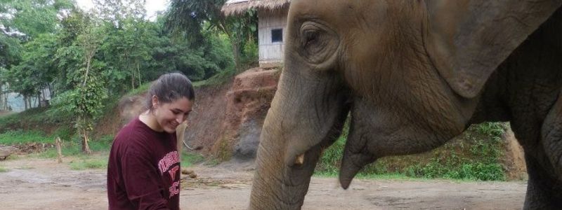 Travel in 2021 - Elephants Travel in 2021 - Elephants
