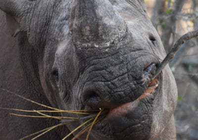 Rhino chewing