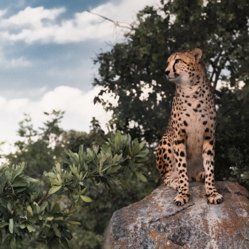 Cheetah conservation volunteering