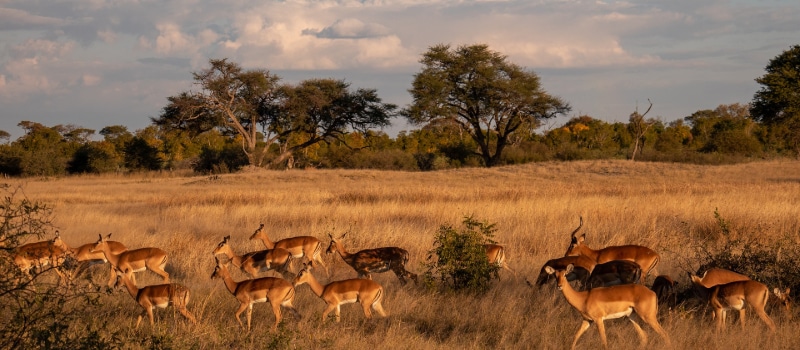 Volunteer for Wildlife in Zimbabwe