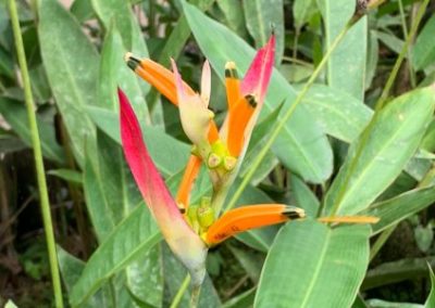 Conservation - Flower in Ecuador