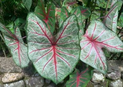 Plants Ecuador - Intern on conservation