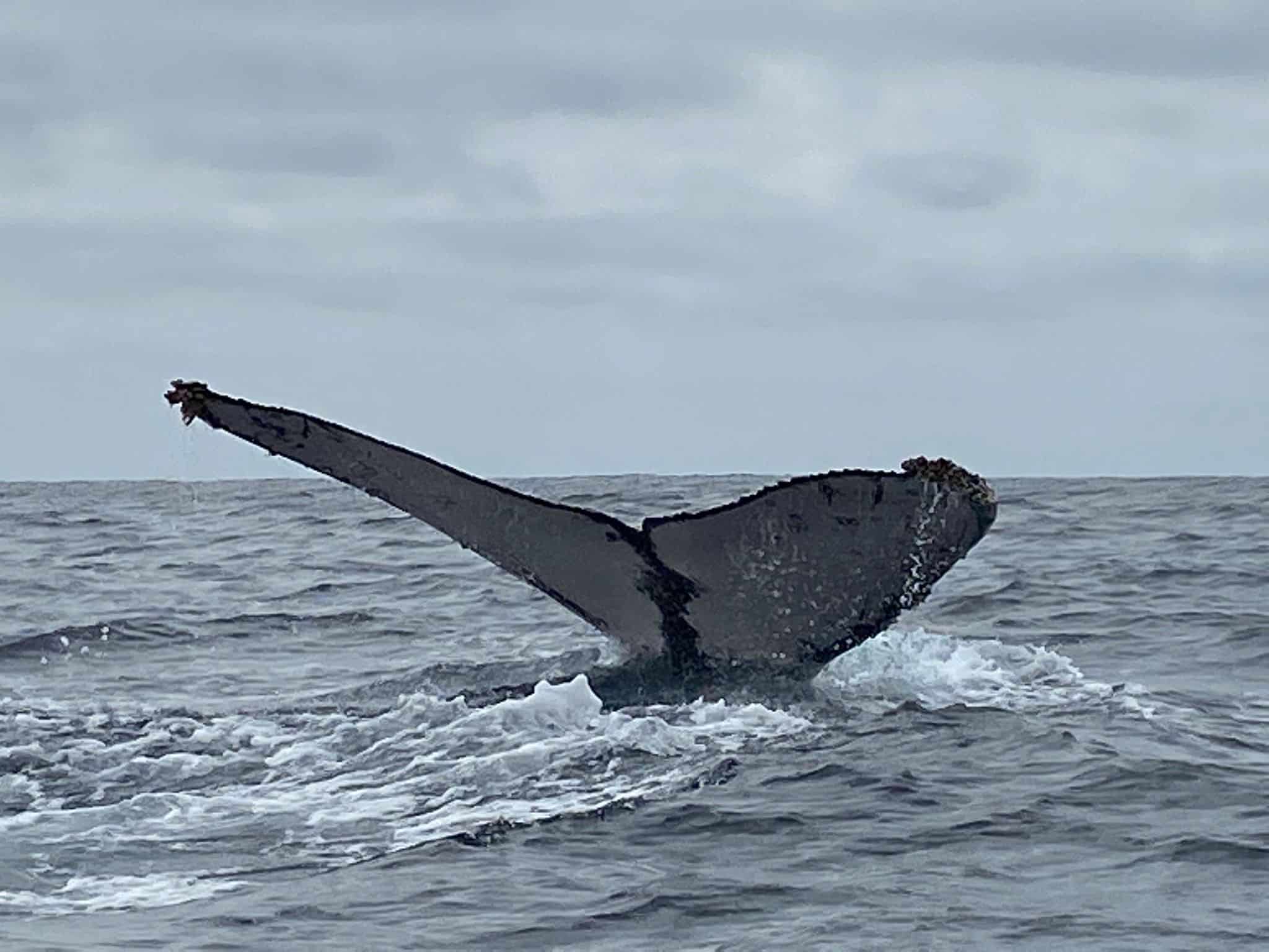 Whale Tail Whale Tail