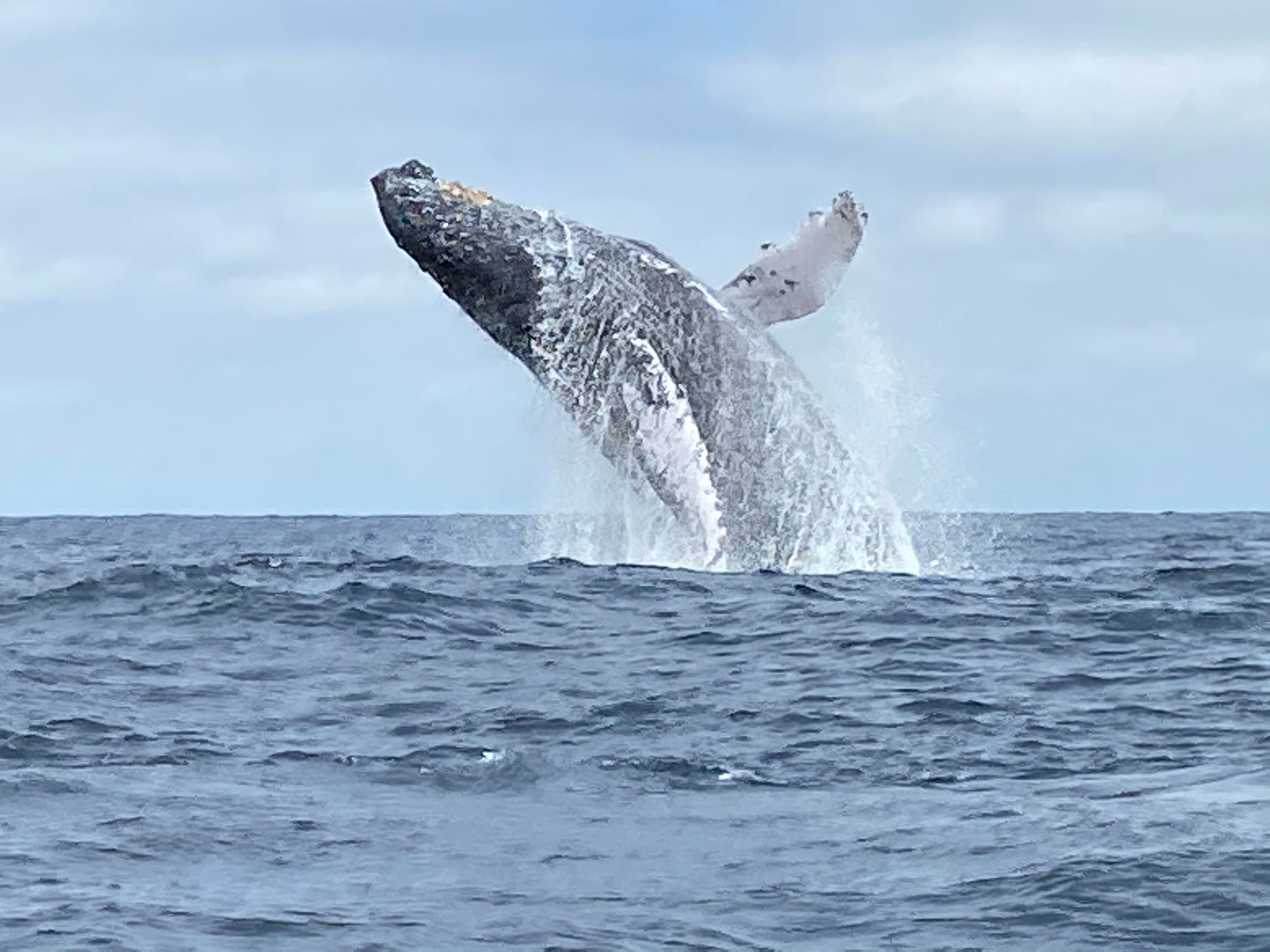 Whale Whale
