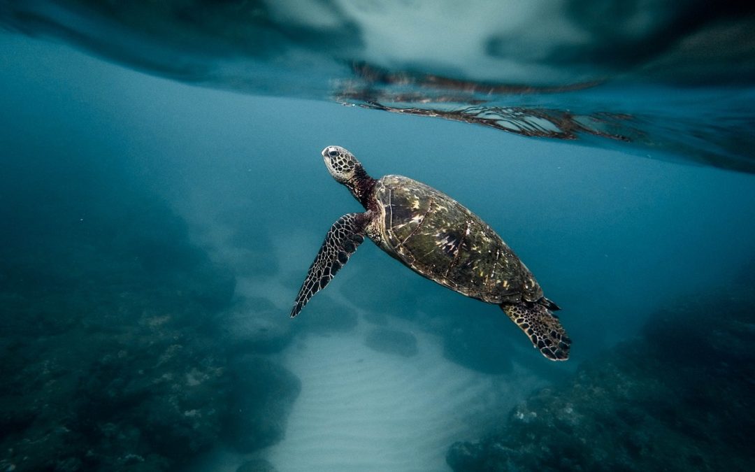 5 Ways You can Help Save the Sea Turtles