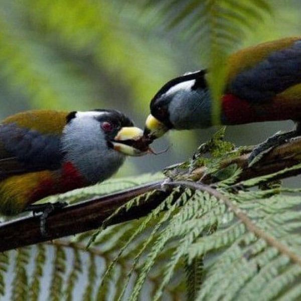 Ecaudir-wildlife-conservation