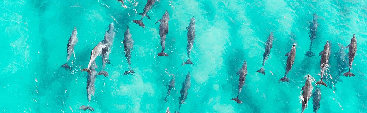 ariel view of a pod of swimming dolphins in clear blue waters