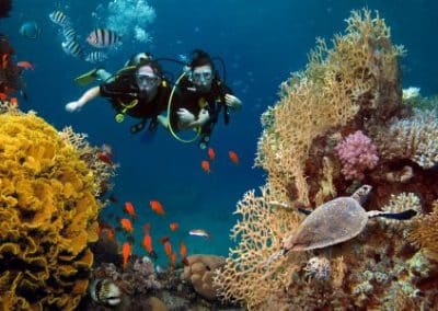 two divers swimming with a different fish next to a coral reef underwater