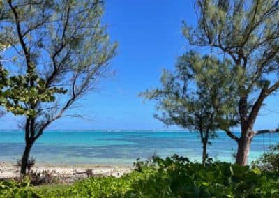 trees and view of the blue ocean