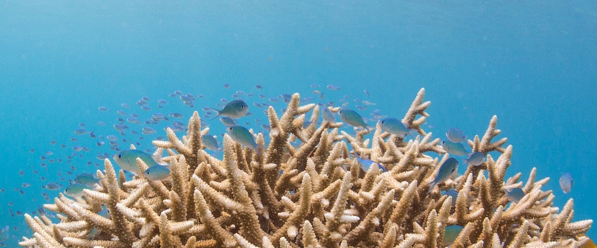 1200x500 bawah-reserve-aKAUZYouIXk-unsplash pale coral with fish swimming in between