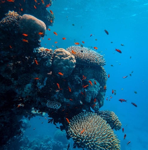 francesco-ungaro-hqAGgNsMpEY-unsplash.jpg 500x500 coral reef underwater with a school of orange fish swimming around it