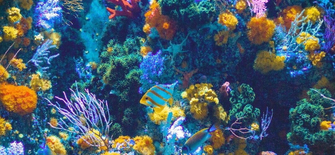 Celebrating World Reef Day 2023: How to Conserve Coral Reefs