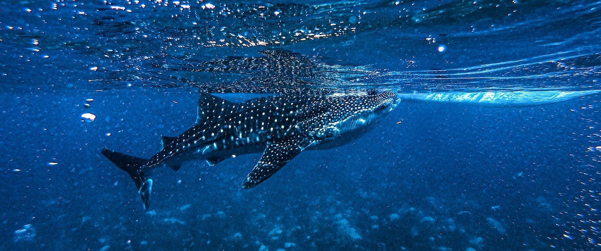 whale shark underwater in Belize