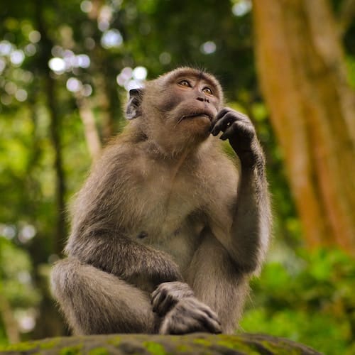 monkey thinking monkey in rainforest with hand on chin as if it is thinking